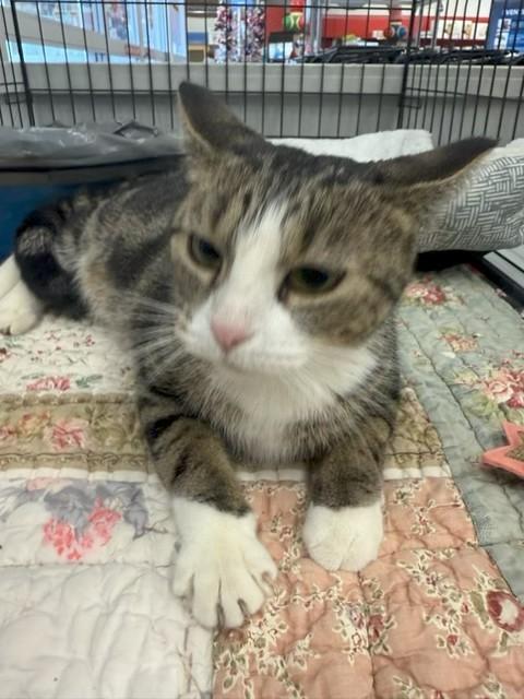 Enlarge NOELLE, a ADOPTABLE Tabby in Lake Ozark, MO image 1/2