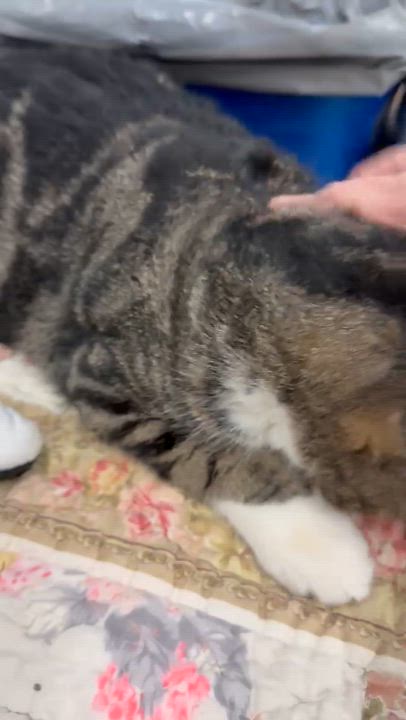 Enlarge NOELLE, a ADOPTABLE Tabby in Lake Ozark, MO video 2/2