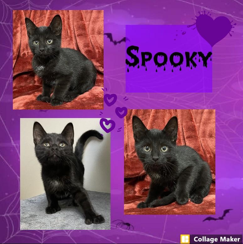 Spooky, Adopted, Young Male Domestic Short Hair.
