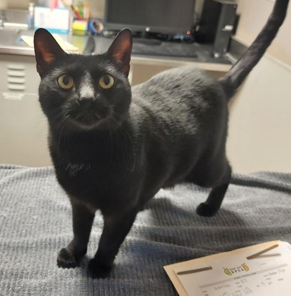 Enlarge Nyx, a Adoptable mixed breed in Oakland, CA image 1/1