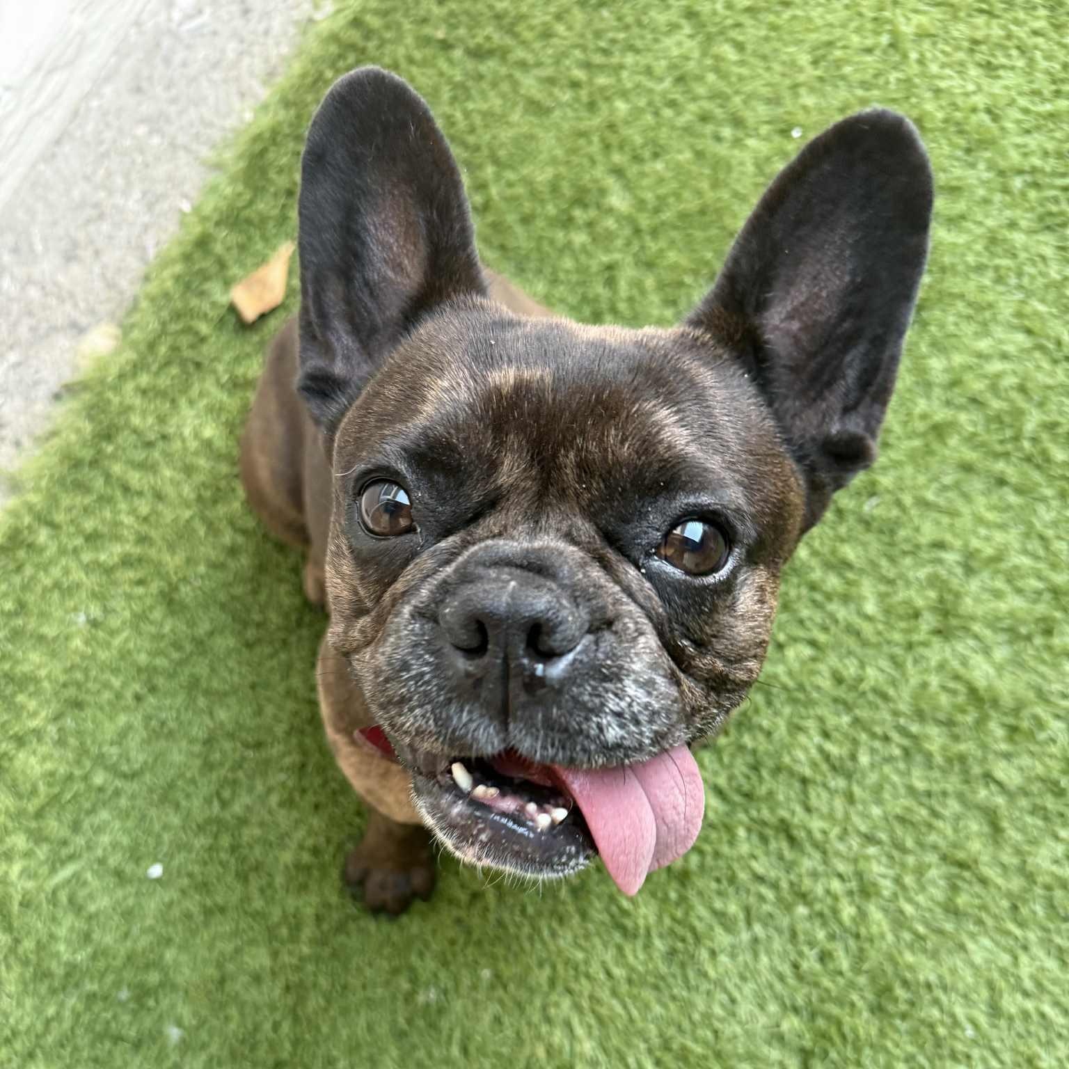 Karma, a Adopted mixed breed in Mill Valley, CA image 3/6