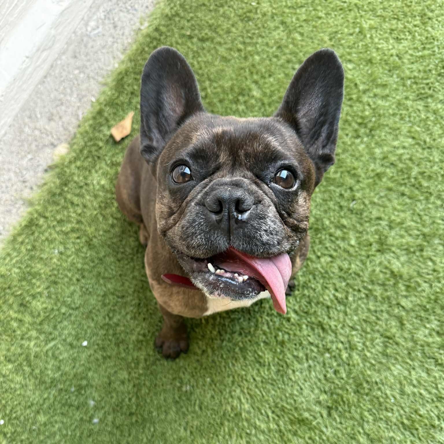 Karma, Adopted, Adult Female French Bulldog & Boston Terrier.