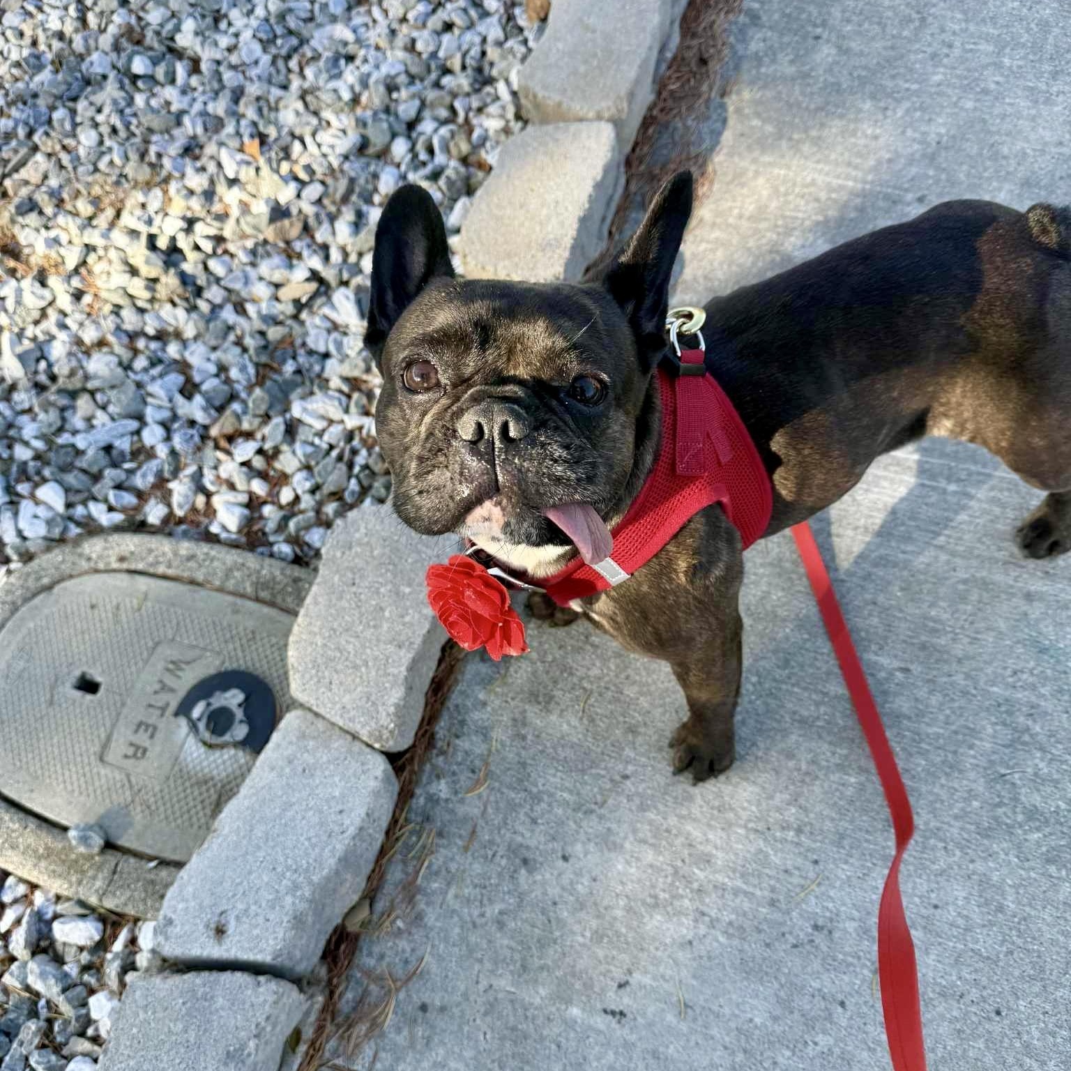 Karma, a Adopted mixed breed in Mill Valley, CA image 4/6