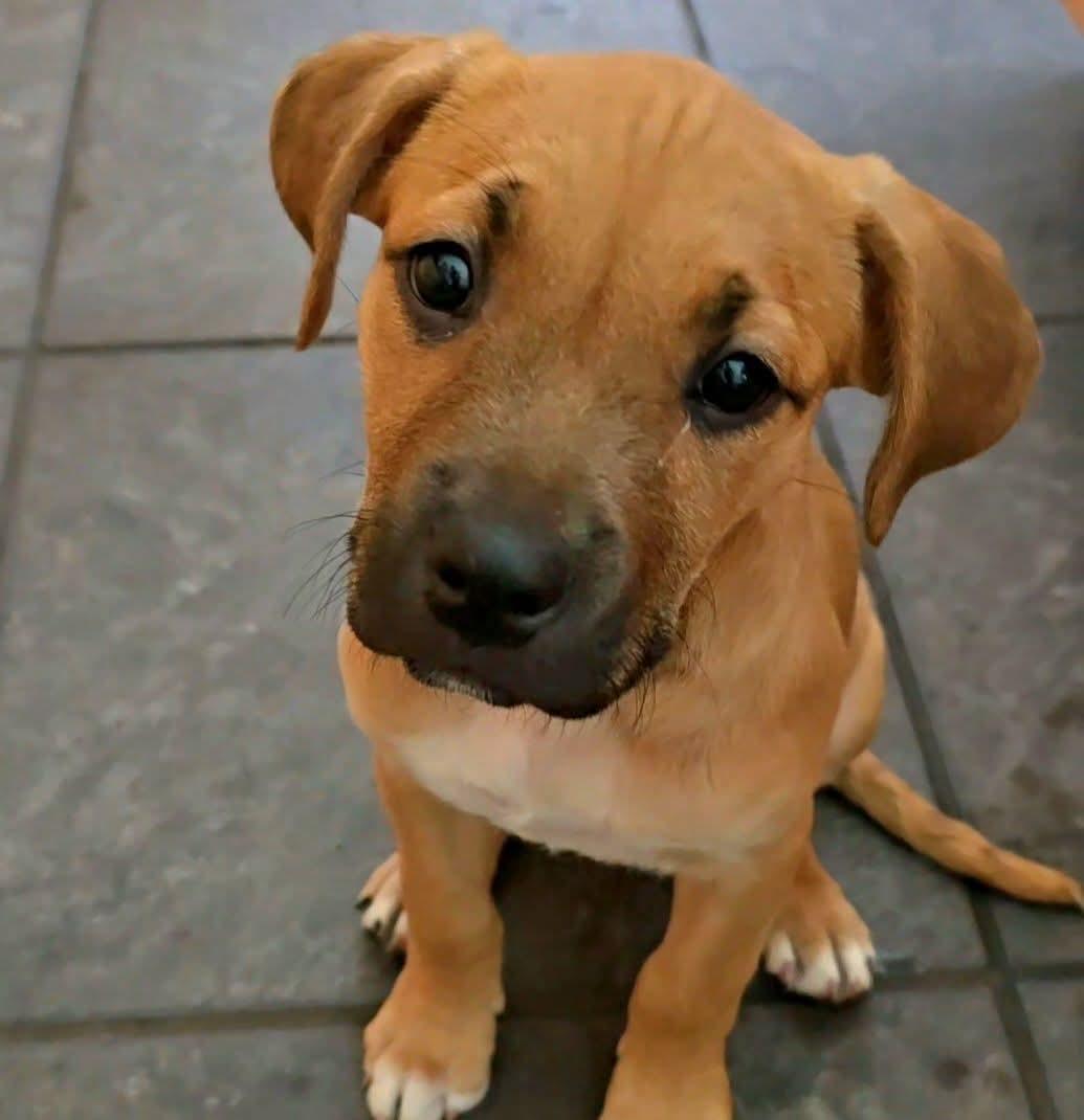 Dee, an adopted Mixed Breed in East Peoria, IL image 5/6