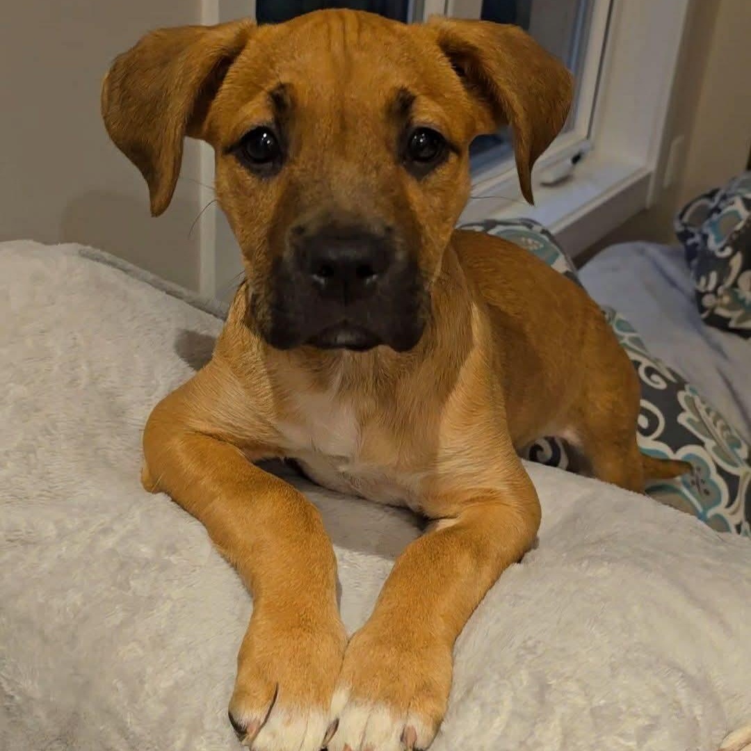 Dee, an adopted Mixed Breed in East Peoria, IL image 6/6