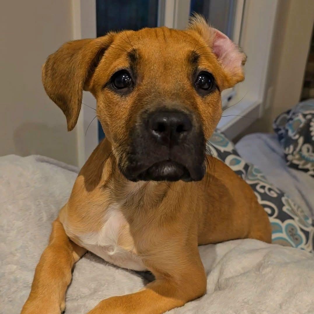 Dee, an adopted Mixed Breed in East Peoria, IL image 1/6
