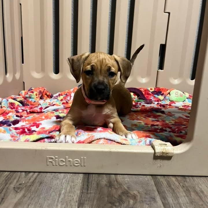 Dee, an adopted Mixed Breed in East Peoria, IL image 4/6