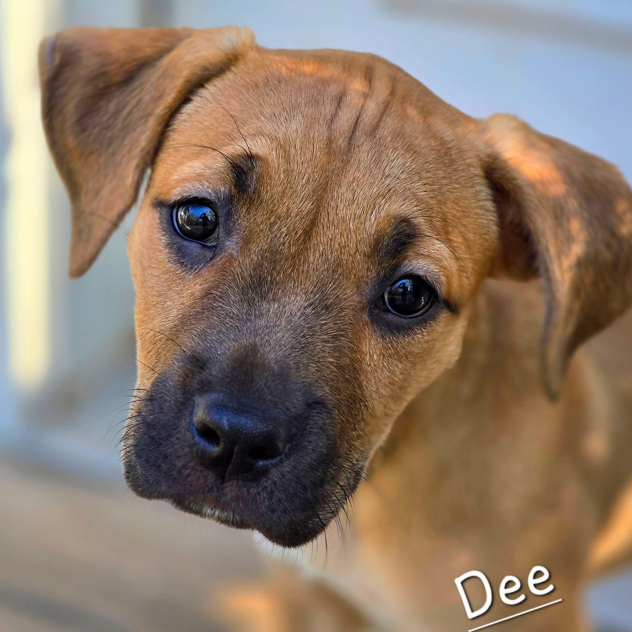 Dee, an adopted Mixed Breed in East Peoria, IL image 2/6