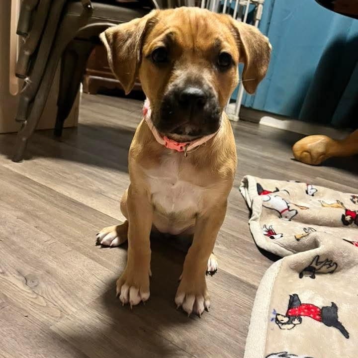 Dee, an adopted Mixed Breed in East Peoria, IL image 3/6