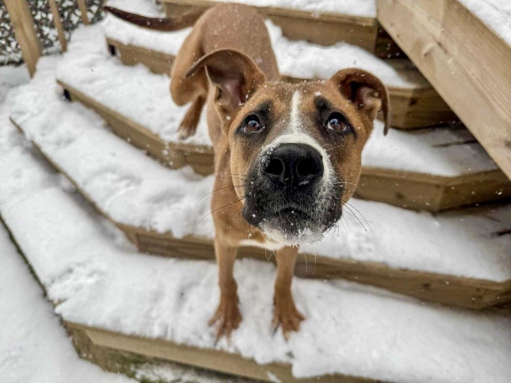 Duck, Adoptable, Adult Male Labrador Retriever & Boxer.