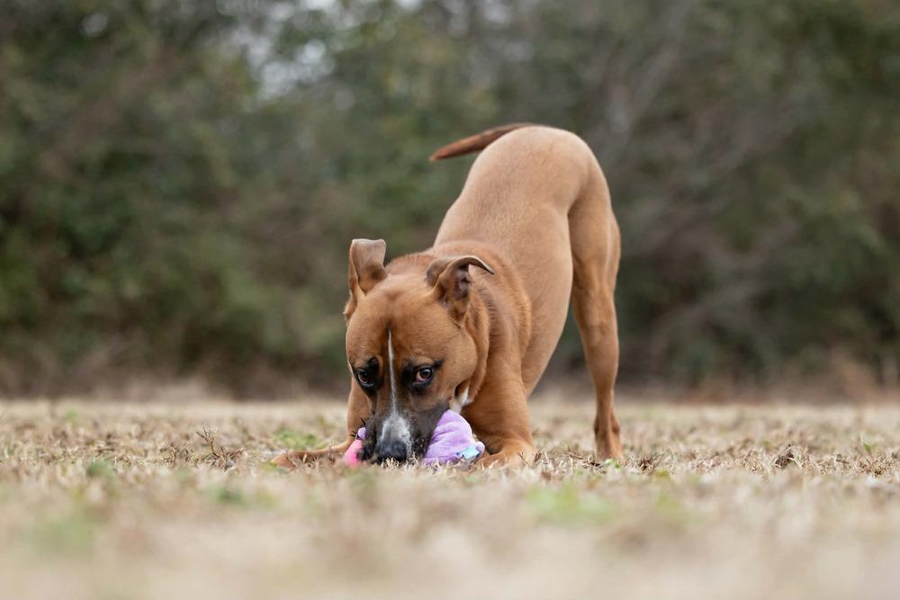 Duck, Adoptable, Adult Male Labrador Retriever & Boxer.