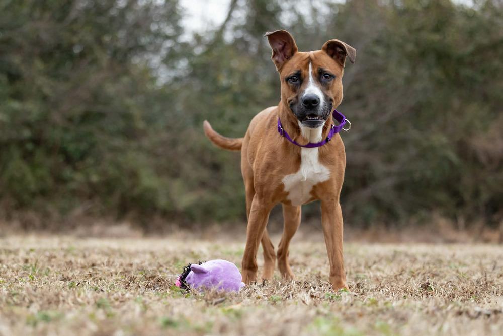Enlarge Duck, a Adoptable mixed breed in Wake Forest, NC image 2/6