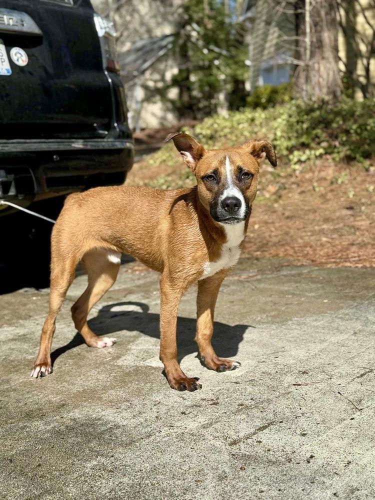 Enlarge Duck, a Adoptable mixed breed in Wake Forest, NC image 2/5