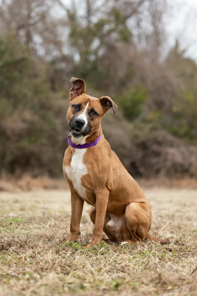 Enlarge Duck, a Adoptable mixed breed in Wake Forest, NC image 3/6