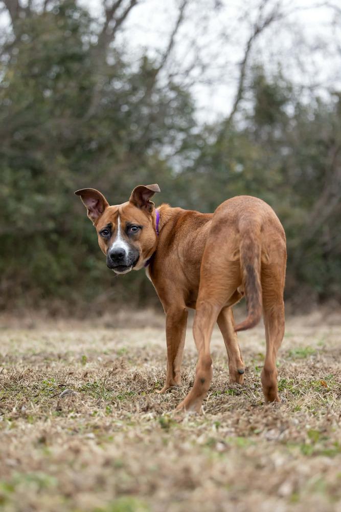 Enlarge Duck, a Adoptable mixed breed in Wake Forest, NC image 4/6