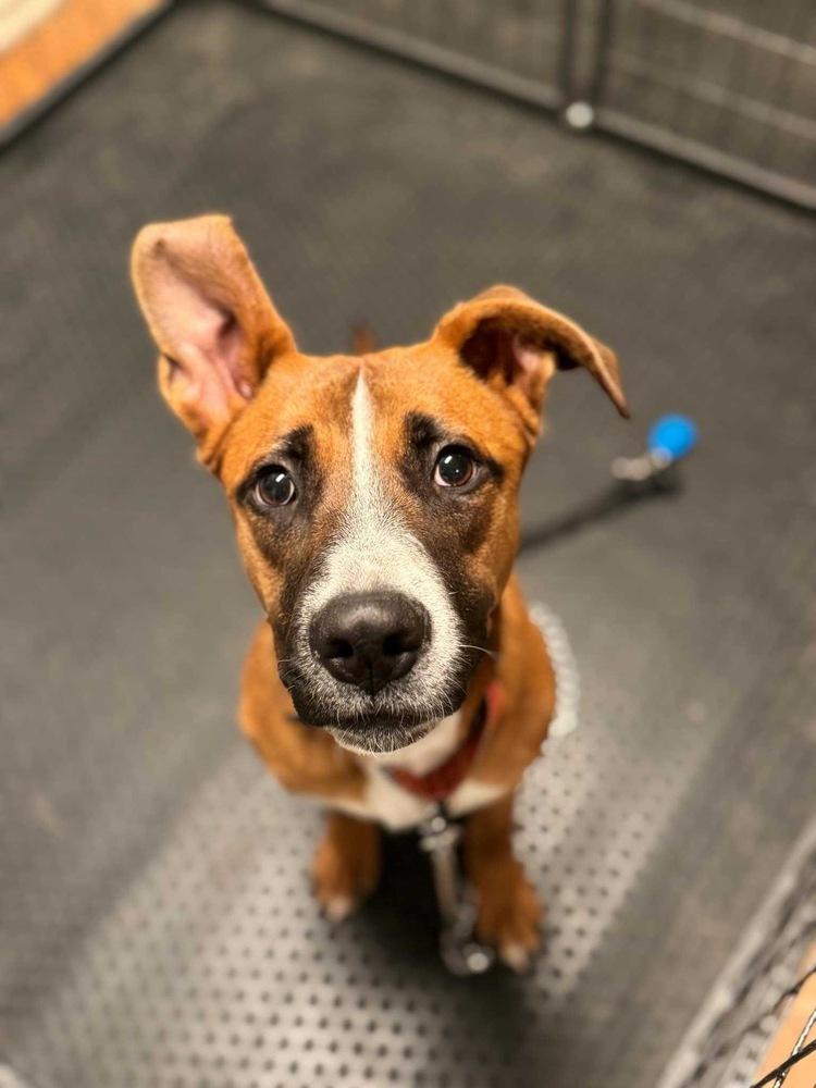 Enlarge Duck, a Adoptable mixed breed in Wake Forest, NC image 5/5