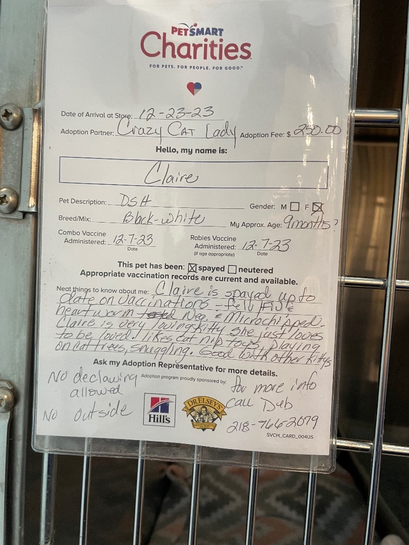 Claire , Adopted, Young Female Tuxedo.