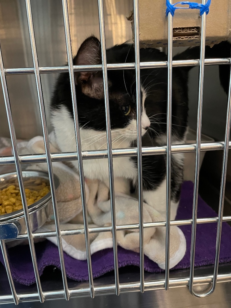 Claire , a Adopted Tuxedo in Woodbury , MN image 2/4