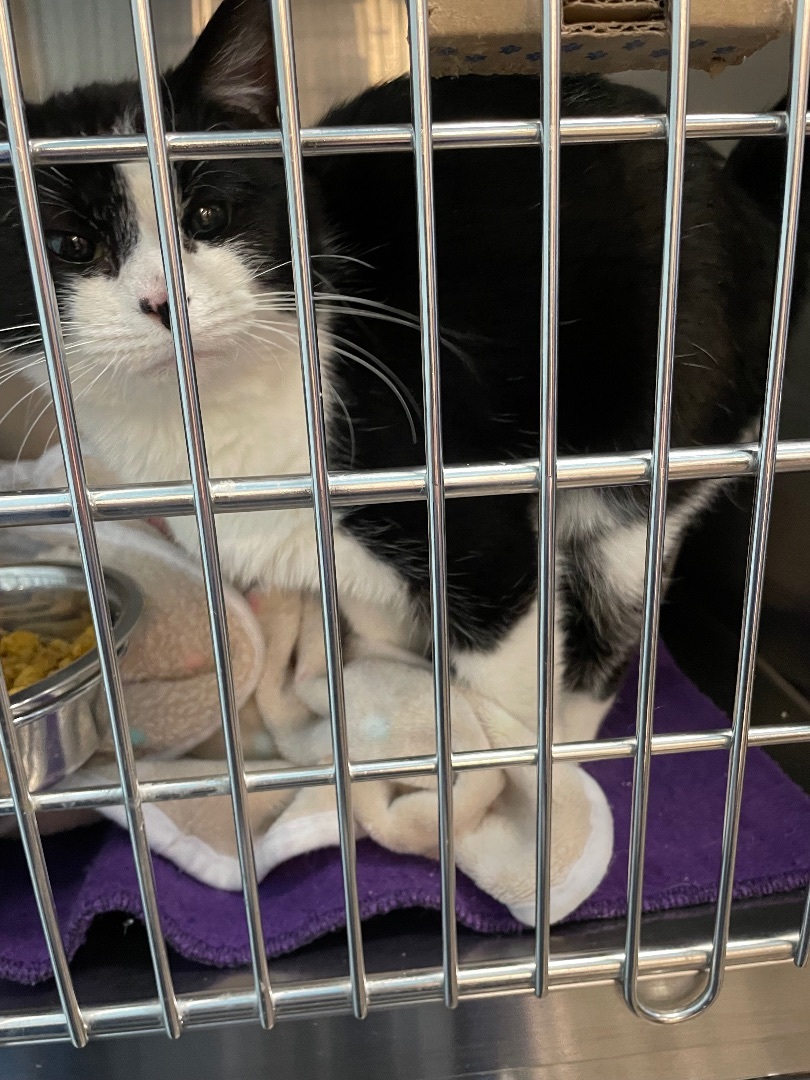 Claire , a Adopted Tuxedo in Woodbury , MN image 3/4