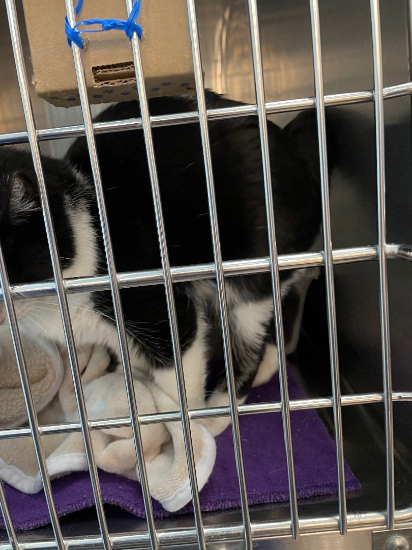 Claire , a Adopted Tuxedo in Woodbury , MN image 4/4