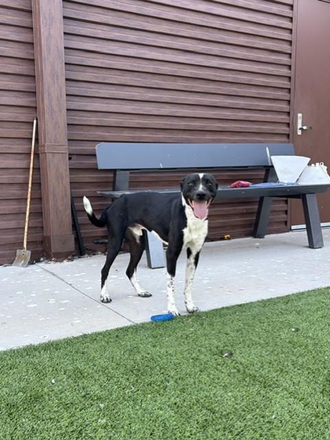 Enlarge Bobby, a Adoptable mixed breed in Sachse, TX image 1/1