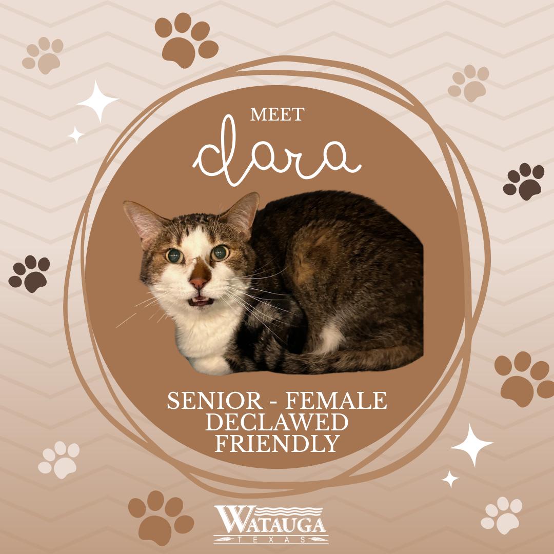 Clara, ADOPTABLE, Senior Female Domestic Short Hair.
