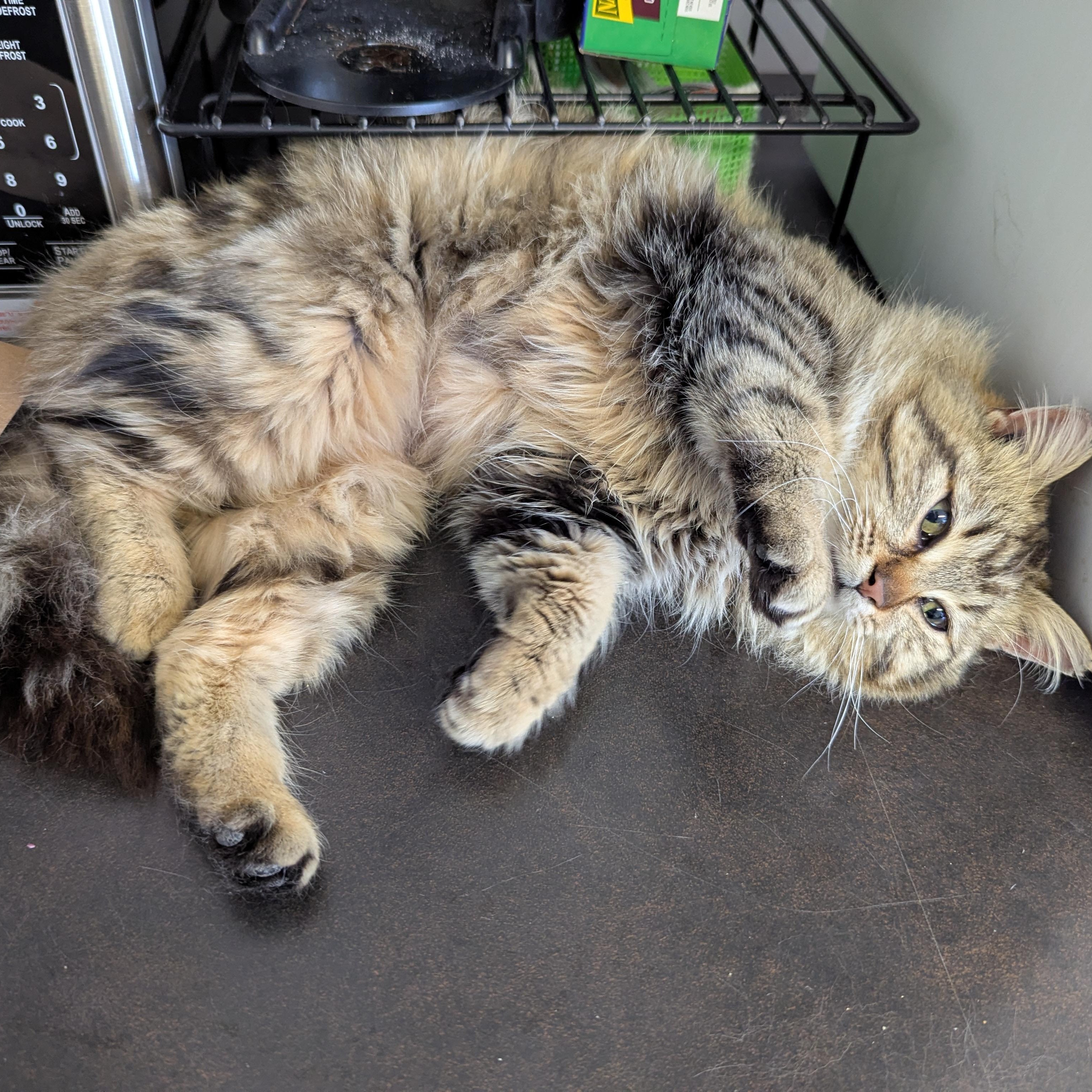 Enlarge Pringle, an adopted Domestic Medium Hair in Morden, MB image 2/4