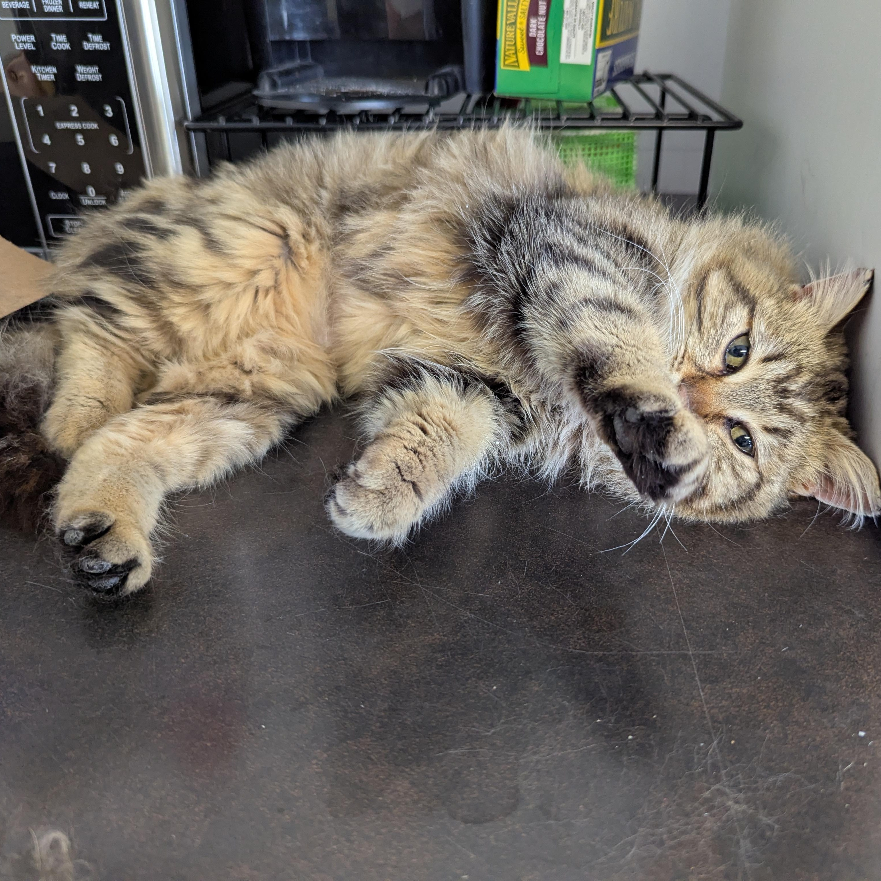 Enlarge Pringle, an adopted Domestic Medium Hair in Morden, MB image 4/4