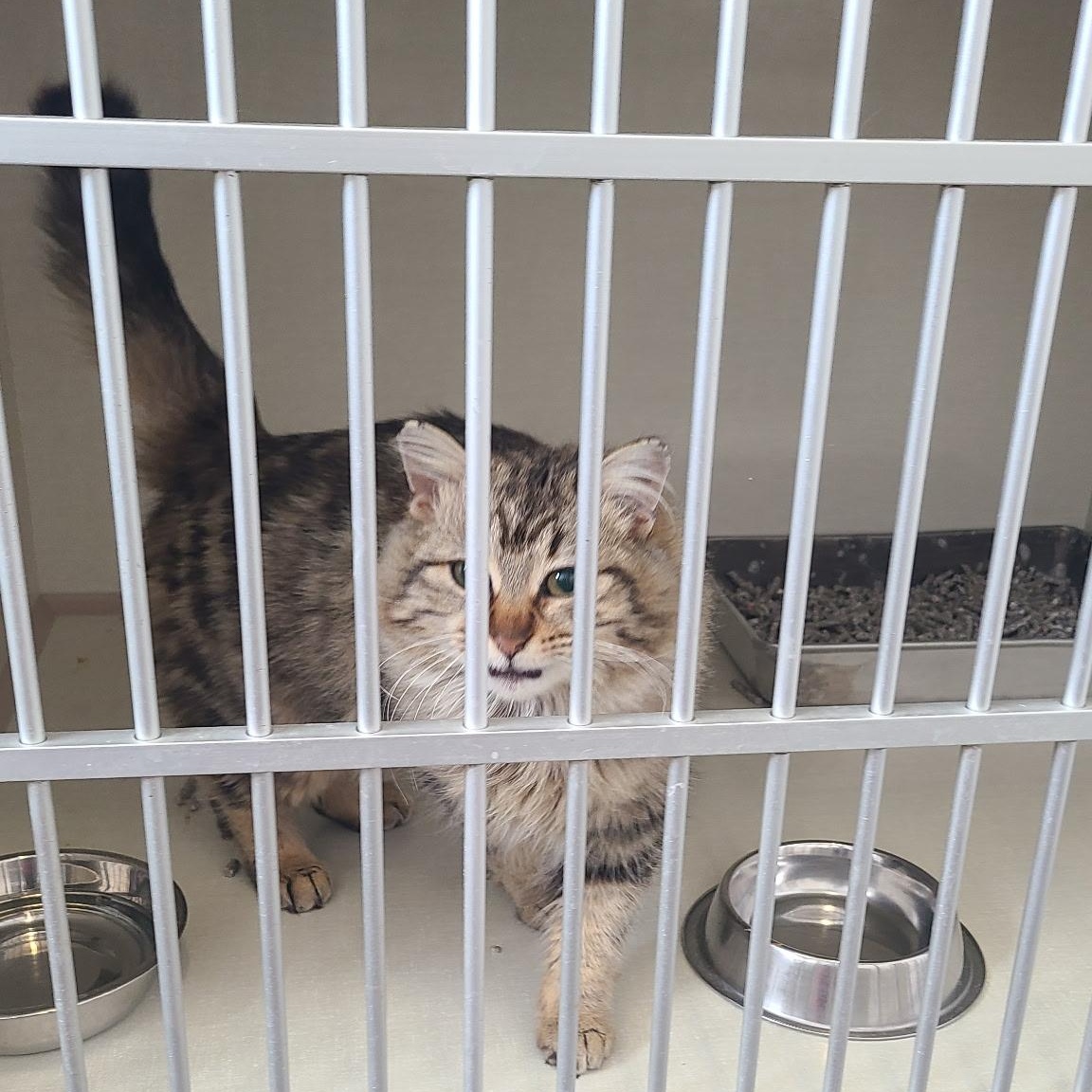 Enlarge Pringle, an adopted Domestic Medium Hair in Morden, MB image 3/4