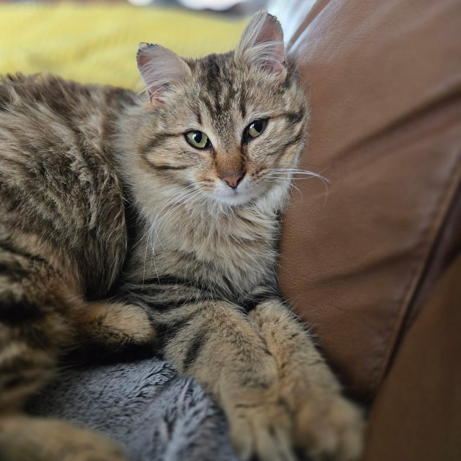 Pringle, adopted, Young Female Domestic Medium Hair.