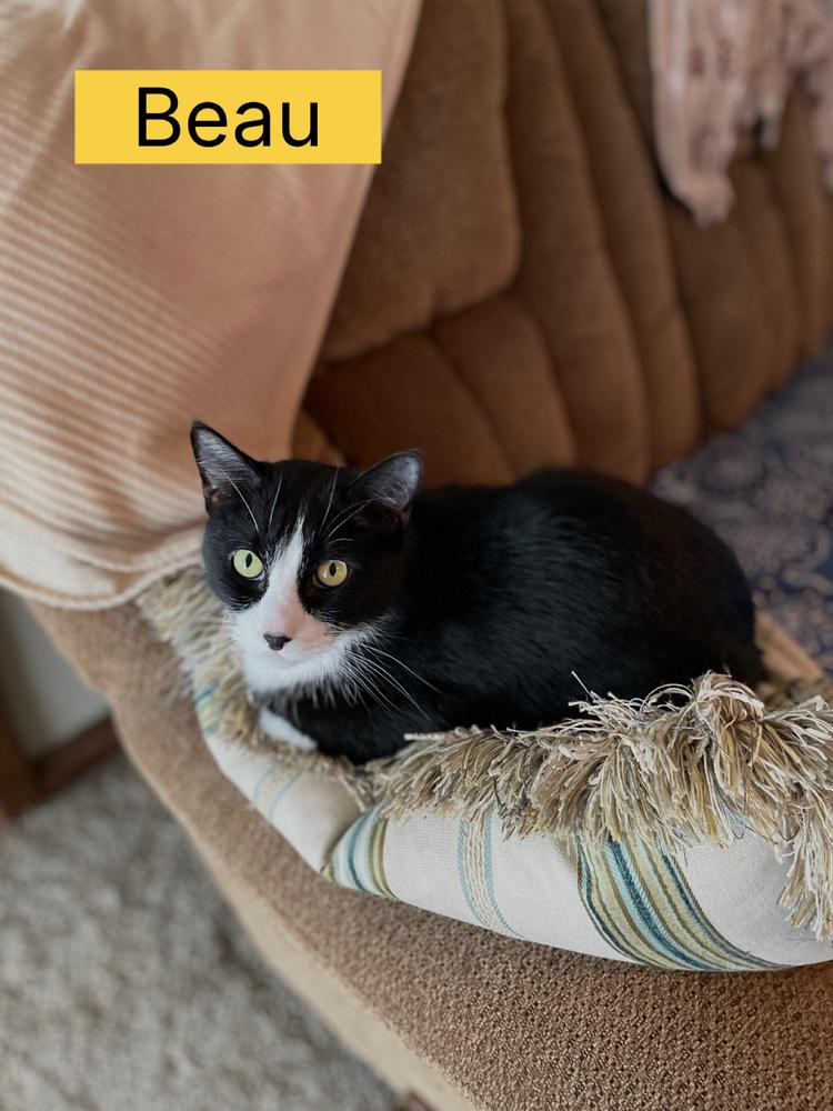 Enlarge Beau, a Adoptable Domestic Short Hair in Blanchard, OK image 1/2