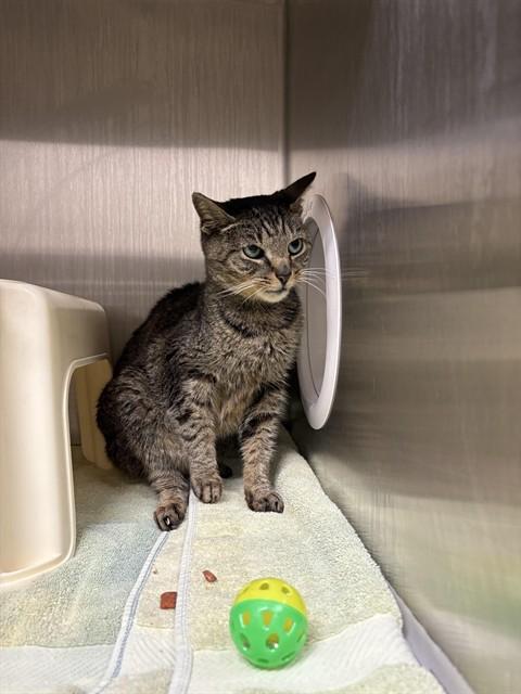 REYNOLDS, Adoptable, Adult Male Domestic Short Hair.