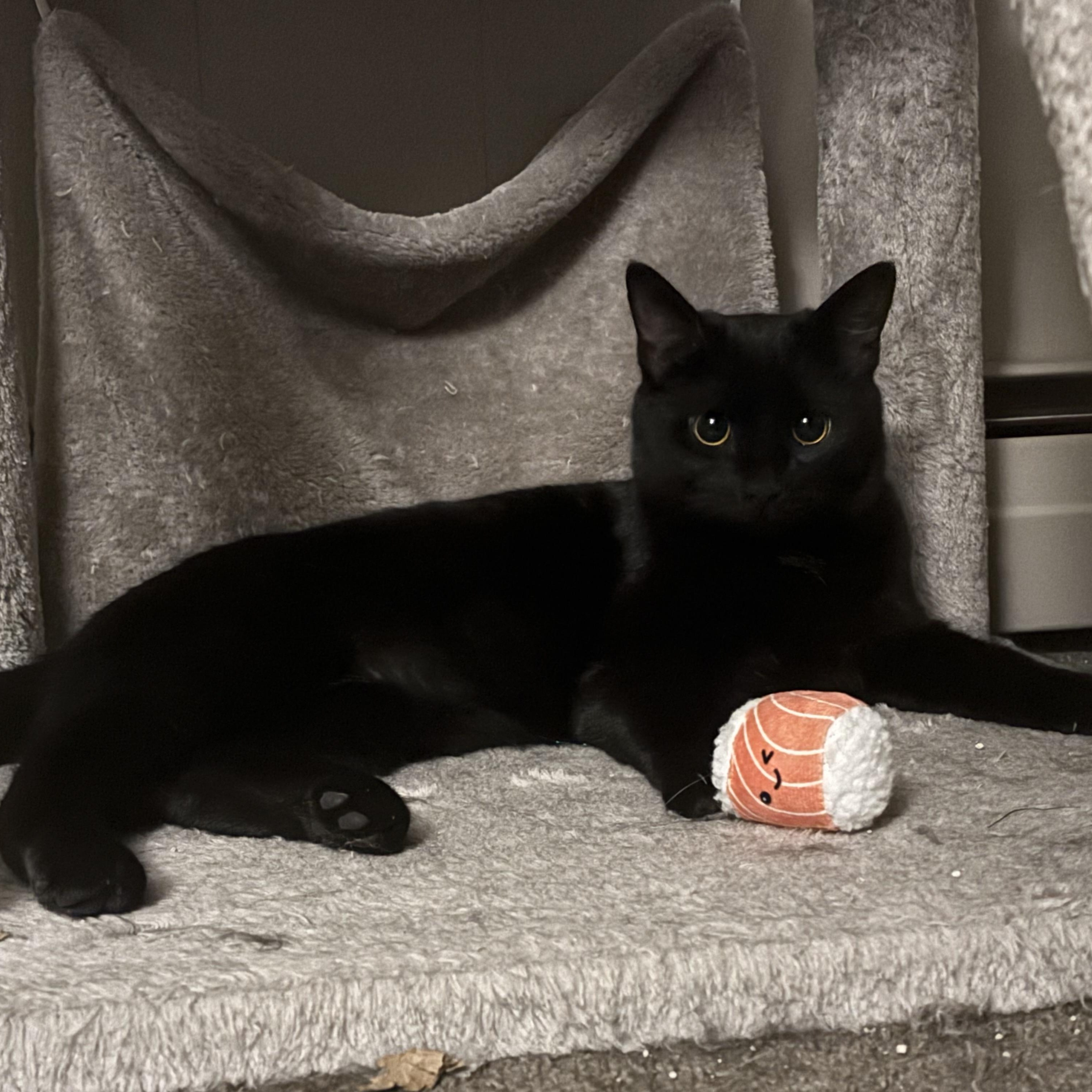 Enlarge Lily, a Adoptable American Shorthair in Brookville, PA image 1/3