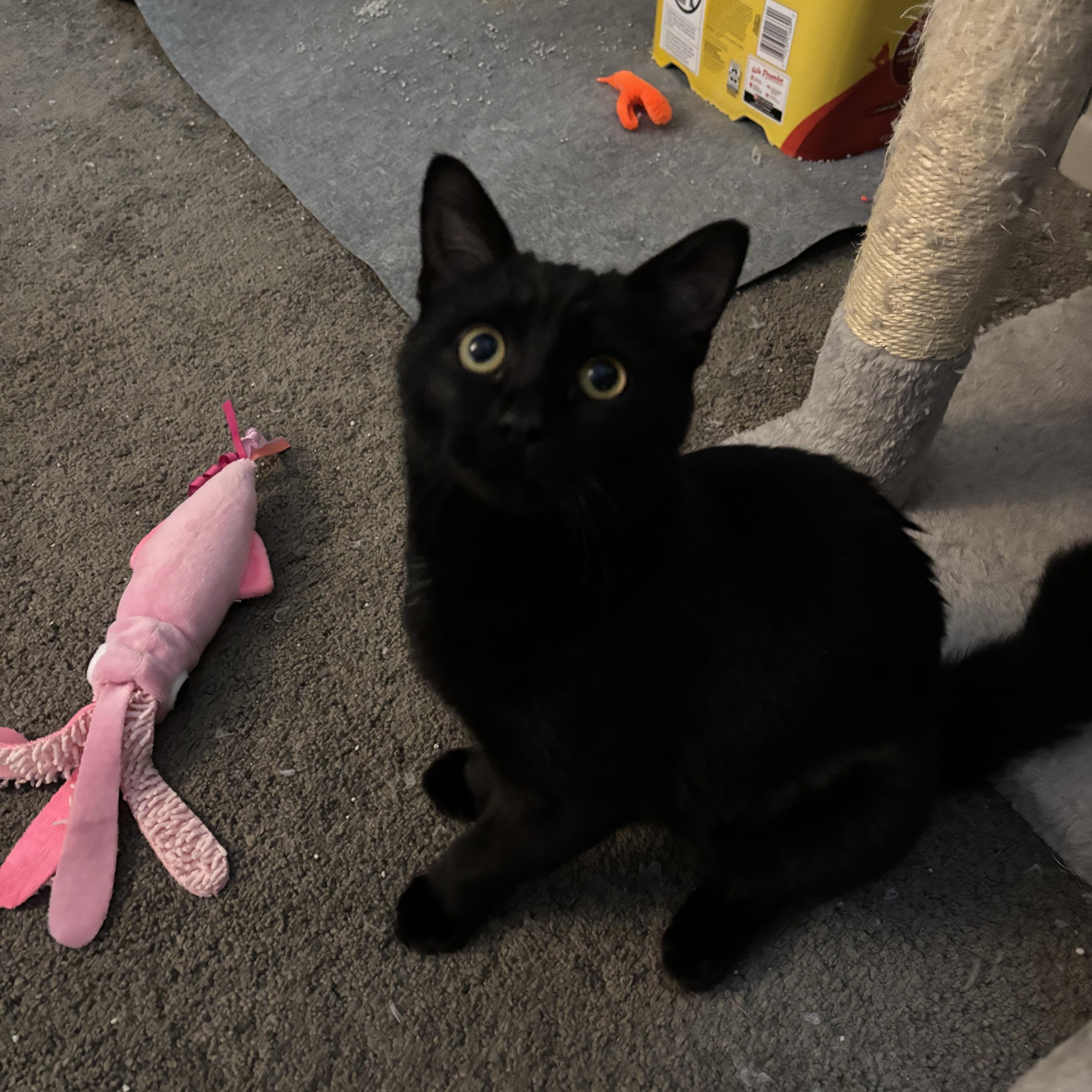 Lily, Adoptable, Kitten Female American Shorthair.