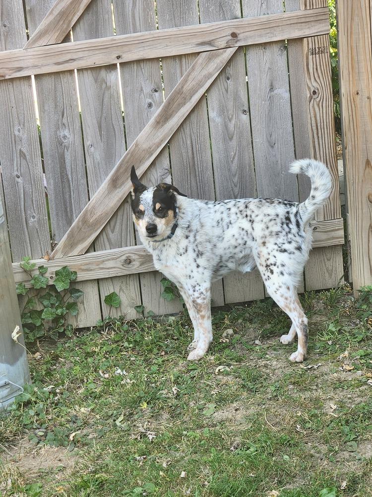 Blue, a Adoptable mixed breed in Waterloo, IN image 1/3