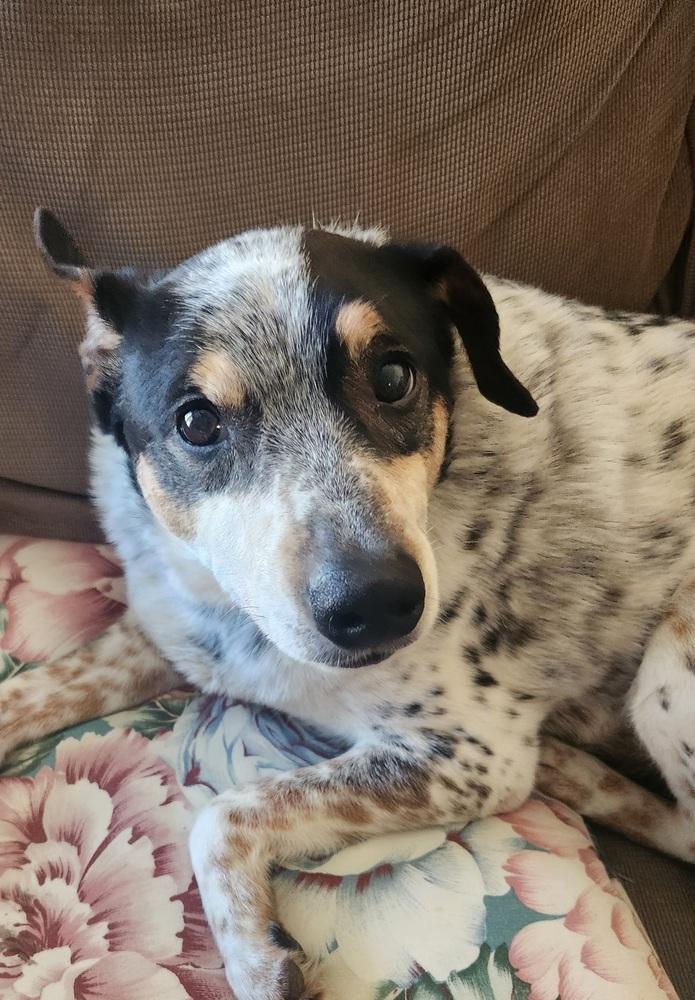 Blue, a Adoptable mixed breed in Waterloo, IN image 2/3