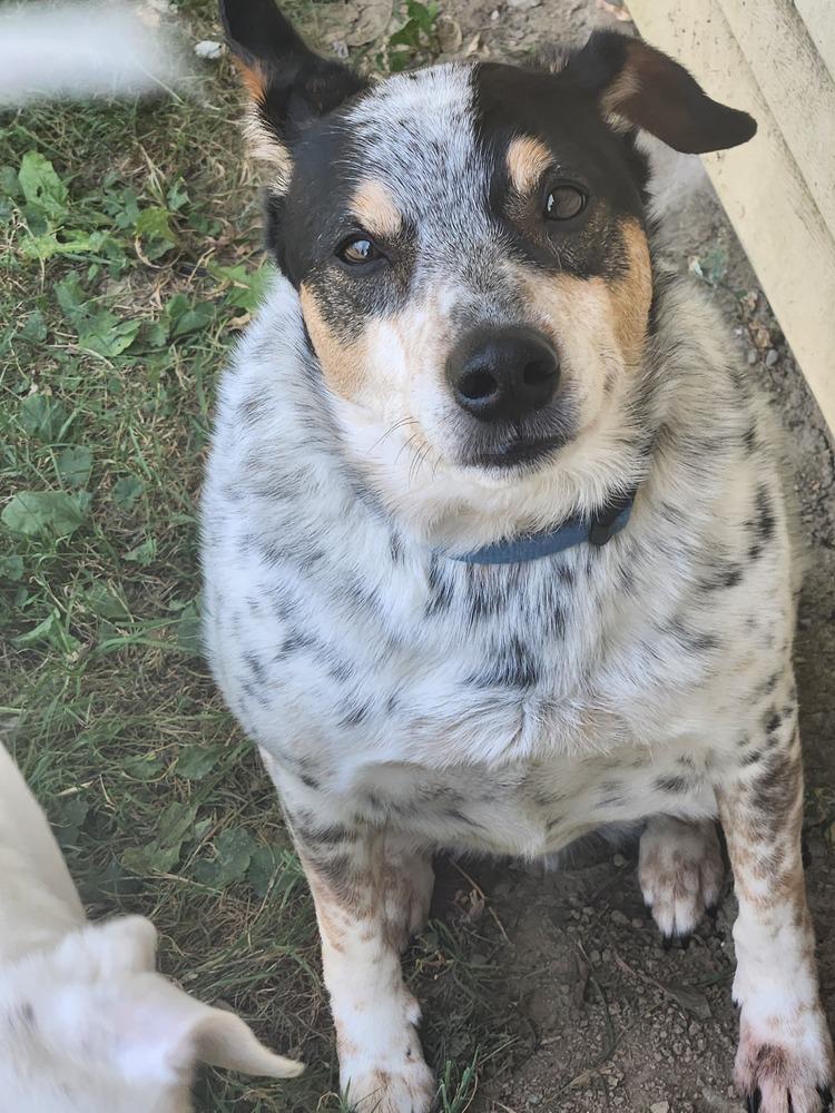 Blue, a Adoptable mixed breed in Waterloo, IN image 3/3
