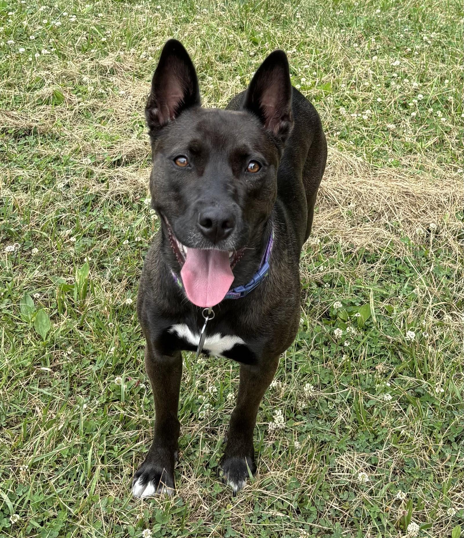 Flash, Adoptable, Young Female Siberian Husky & Pit Bull Terrier.