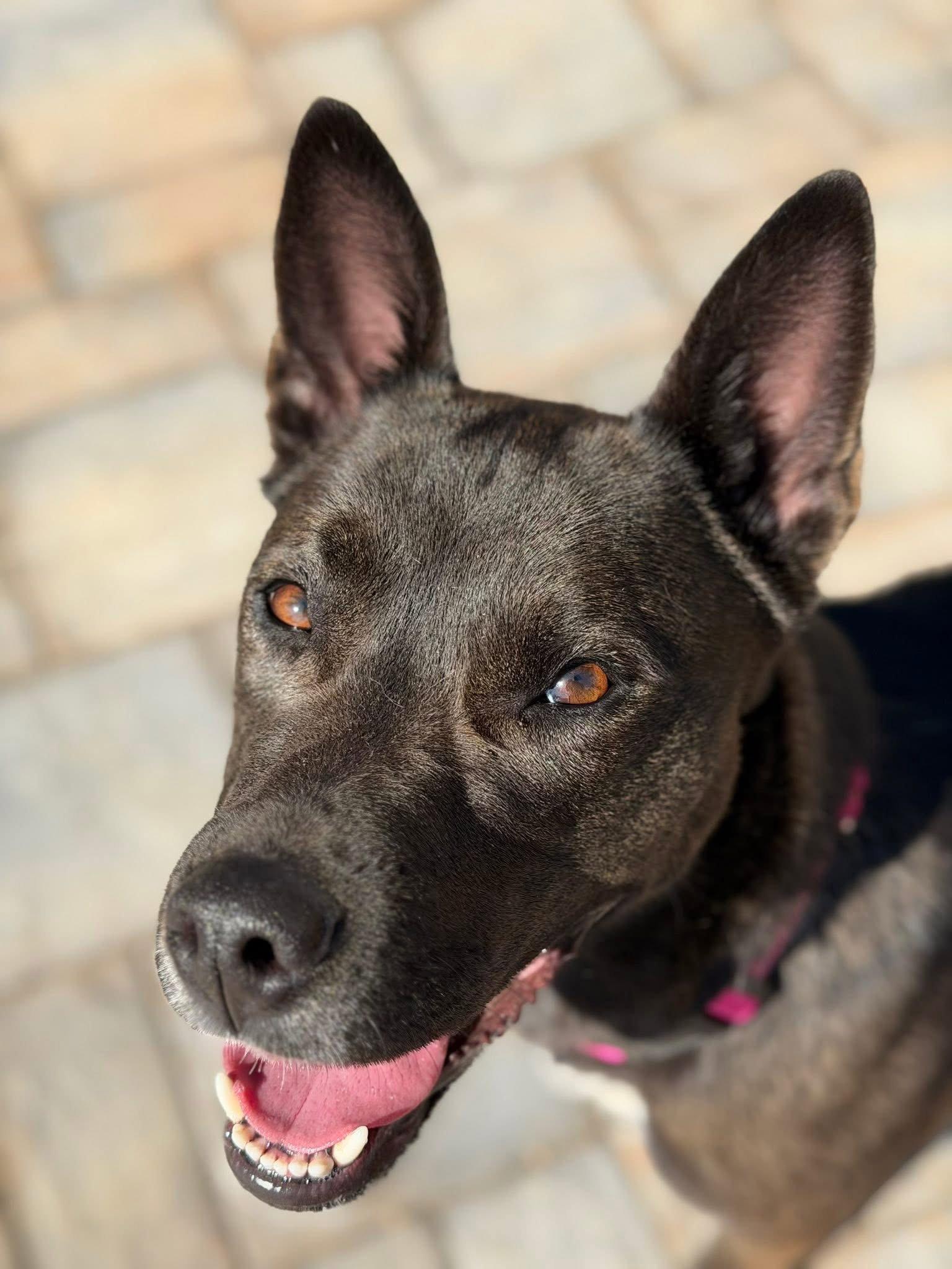 Enlarge Flash, a Adoptable Belgian Shepherd / Malinois in Columbia, MD image 1/3