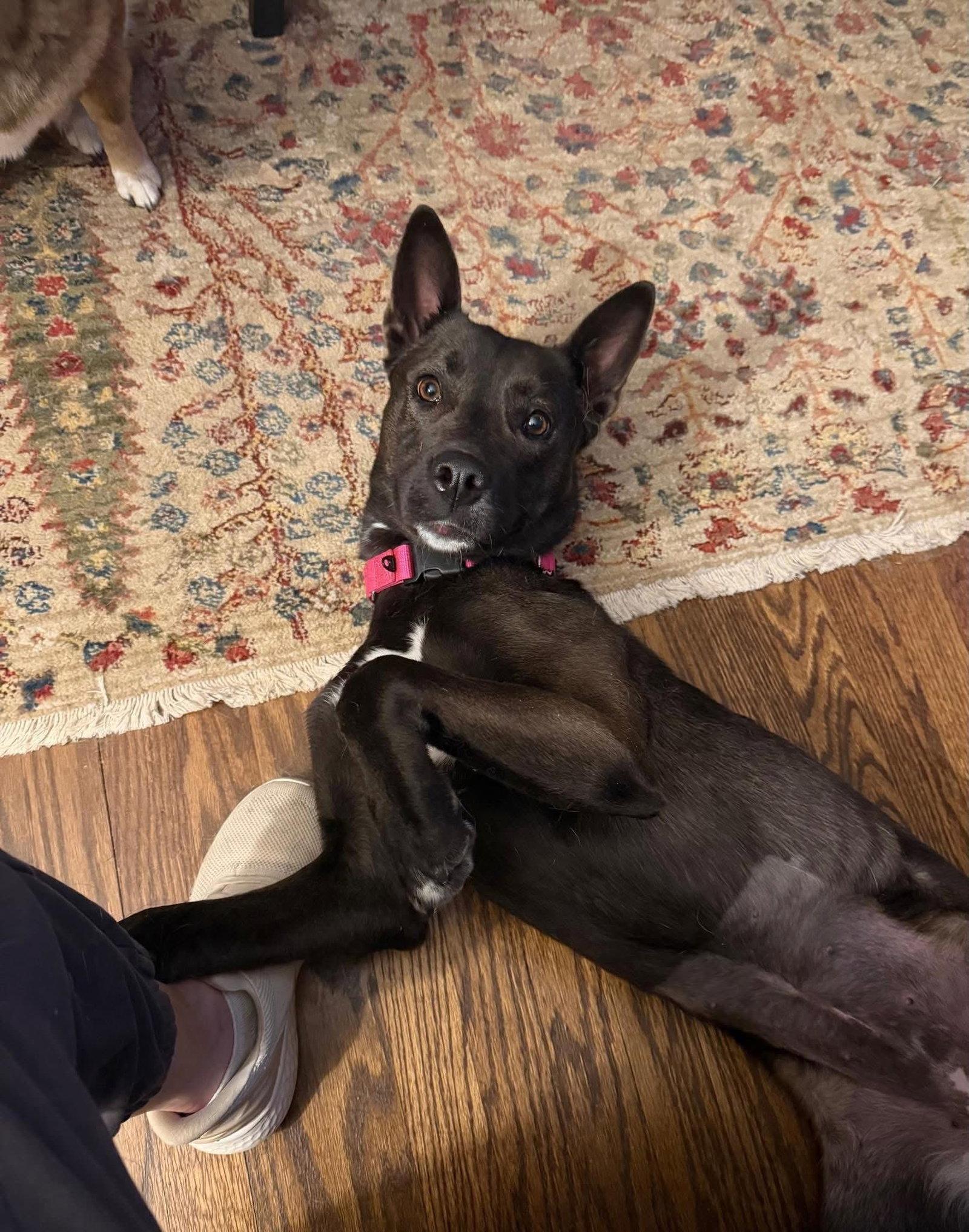 Enlarge Flash, a Adoptable Belgian Shepherd / Malinois in Columbia, MD image 2/3