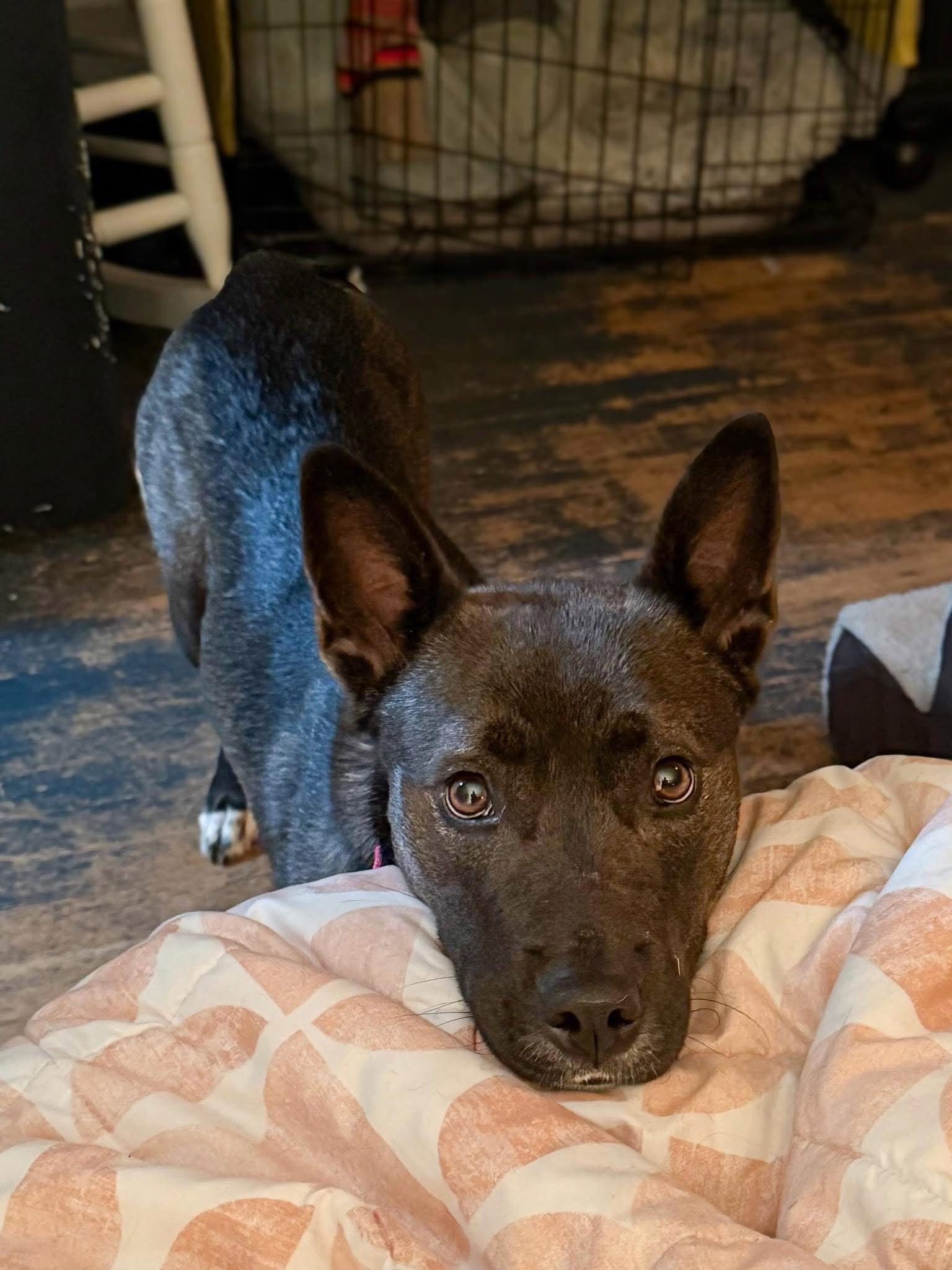 Enlarge Flash, a Adoptable Belgian Shepherd / Malinois in Columbia, MD image 3/3
