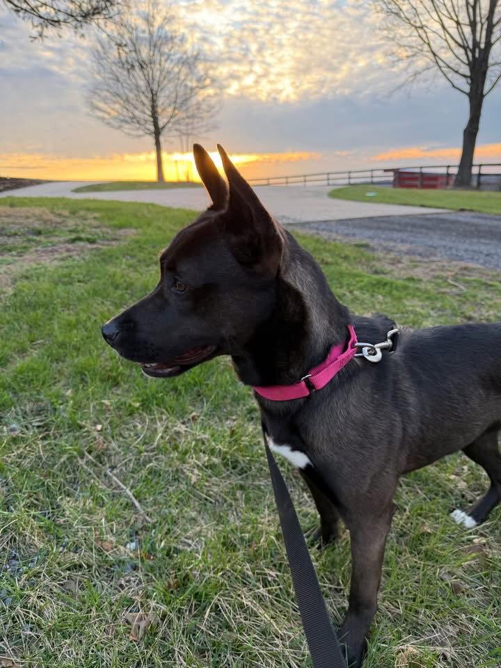 Enlarge Flash, a Adoptable mixed breed in Columbia, MD image 3/3