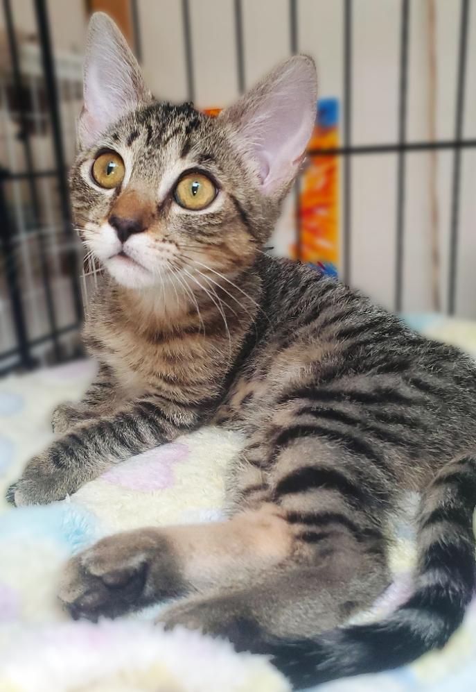 Enlarge Cookie, a Adoptable Domestic Short Hair in Davis, CA image 3/6