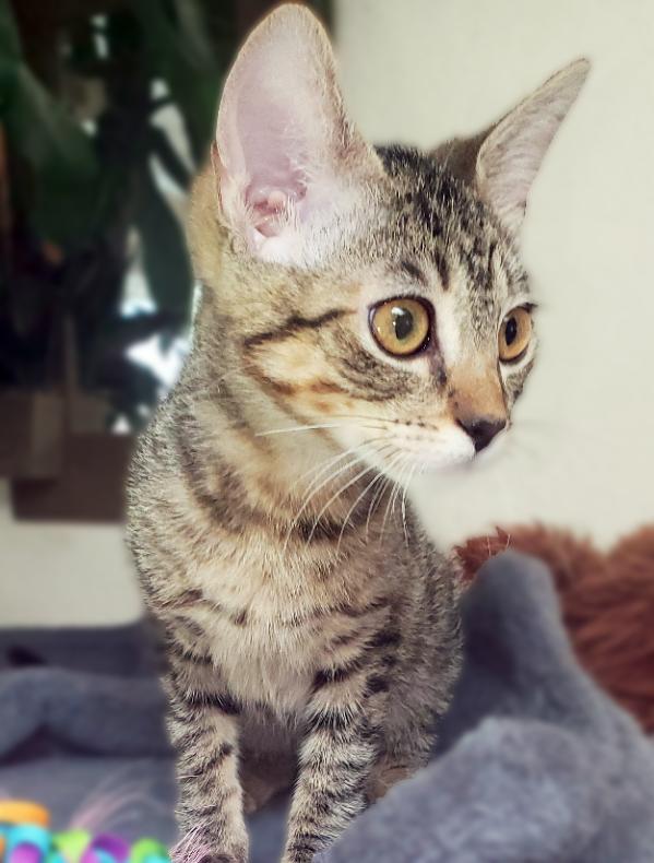 Enlarge Cookie, a Adoptable Domestic Short Hair in Davis, CA image 4/6