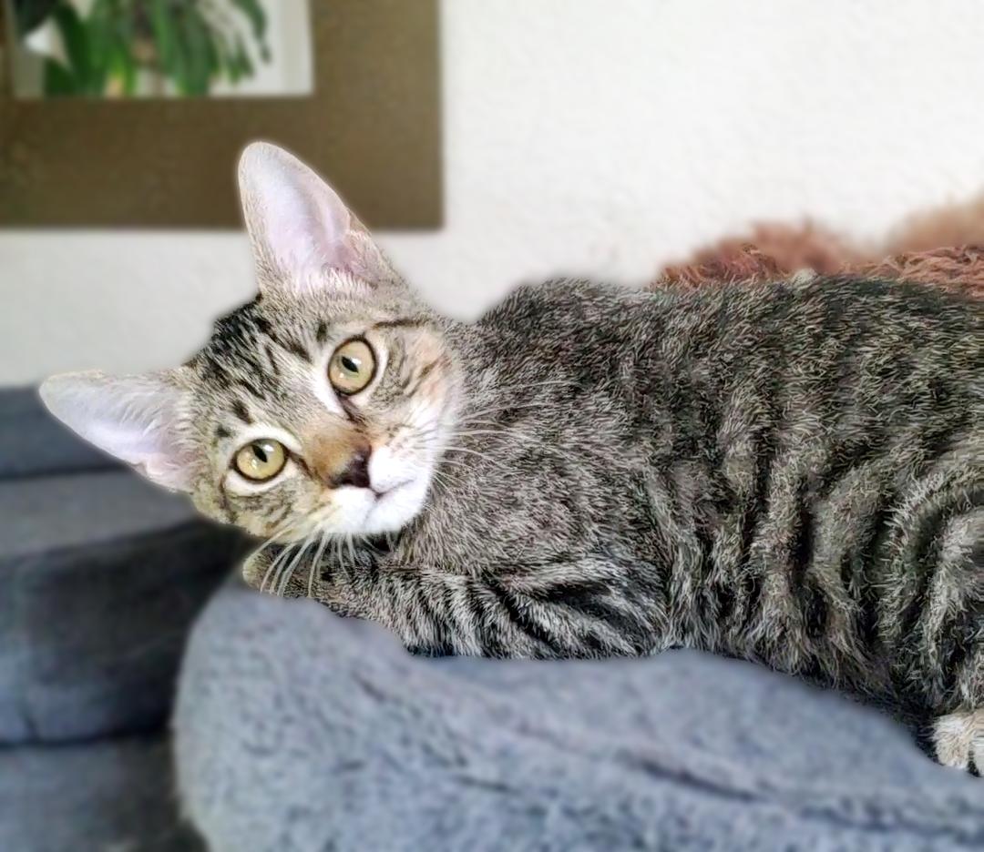 Cookie, Adoptable, Kitten Female Domestic Short Hair.