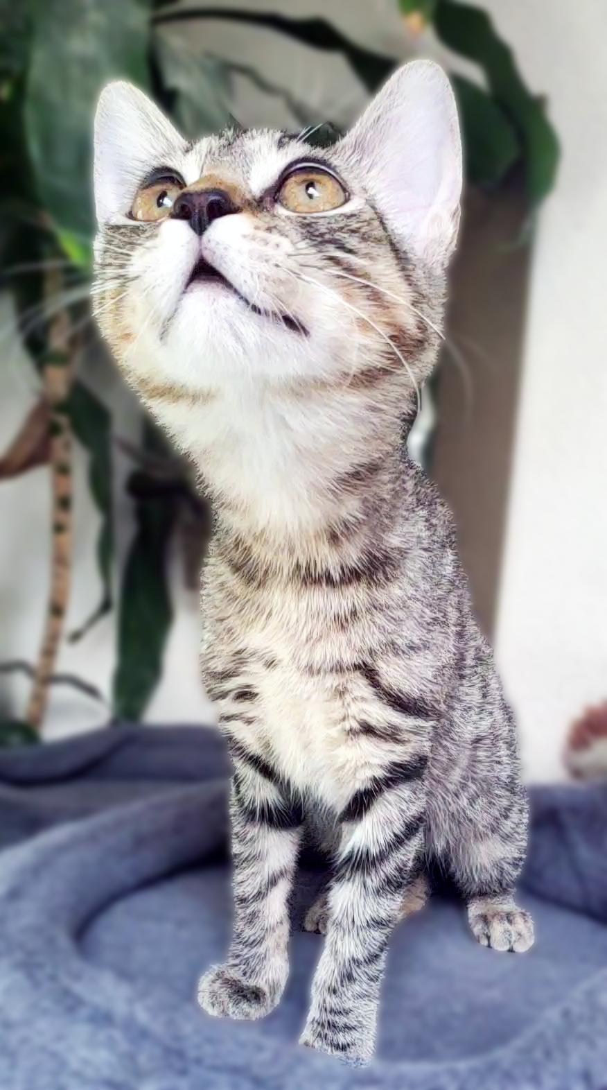 Enlarge Cookie, a Adoptable Domestic Short Hair in Davis, CA image 5/6