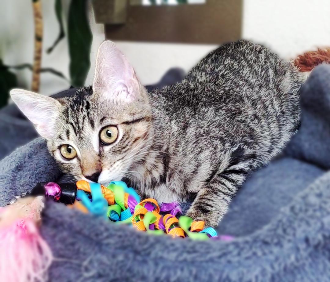 Enlarge Cookie, a Adoptable Domestic Short Hair in Davis, CA image 6/6