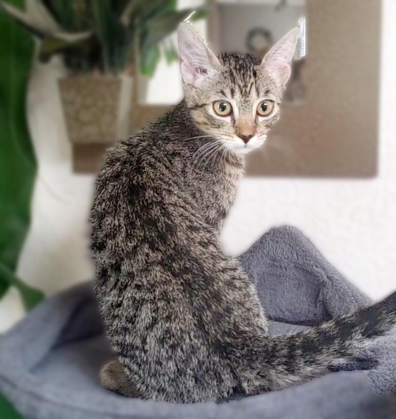 Enlarge Cookie, a Adoptable Domestic Short Hair in Davis, CA image 2/6