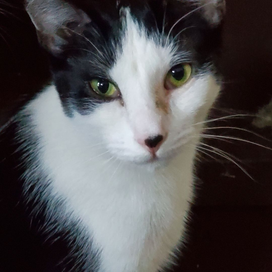 Angel, a Adoptable Domestic Short Hair in Chicago, IL image 2/2