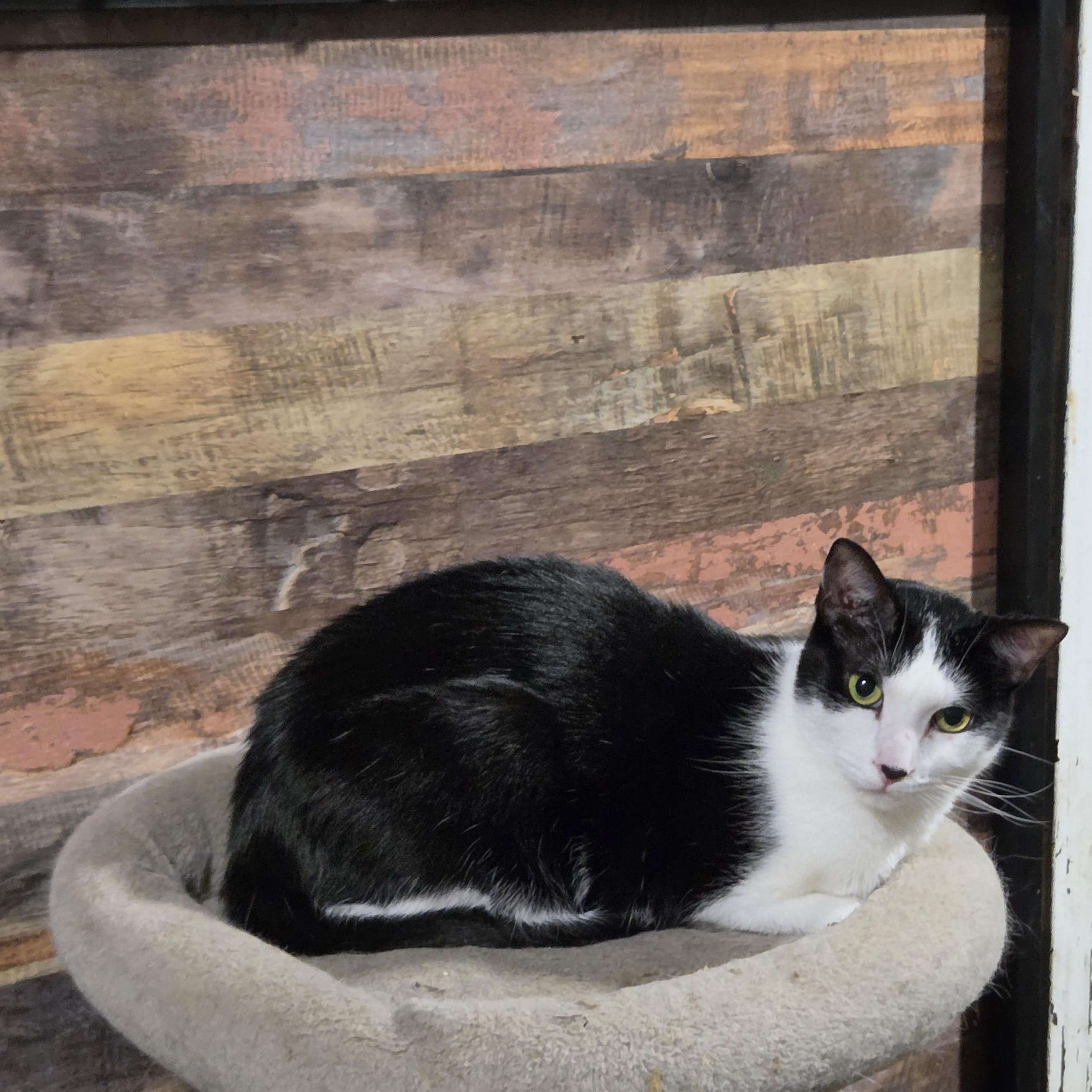 Enlarge Angel, a Adoptable Domestic Short Hair in Chicago, IL image 4/6